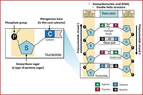 [DIAGRAM] Diagram Of Nucleotide Gene Dna Double Helix Chromosome - MYDIAGRAM.ONLINE