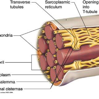 (PDF) Skeletal Muscle: A Brief Review of Structure and Function