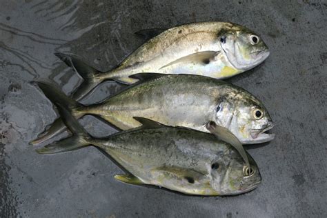 Jack Crevalle Recipes