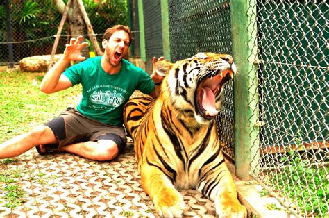 Playing in Tiger Kingdom - Phuket, Thailand - Live, Travel, Teach