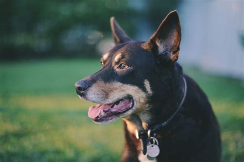 Australian Kelpie Information - Dog Breeds at NewPetOwners