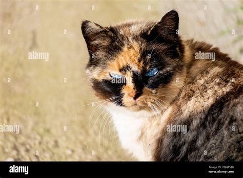 Beautiful calico cat with blue eyes sitting in the garden with sunshine ...