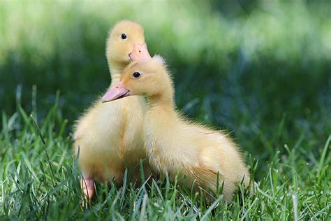 Sweet Innocence - Pekin Ducklings Photograph by Linda Crockett - Pixels