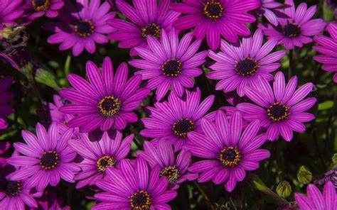 Download Purple Flower Flower Daisy Nature HD Wallpaper