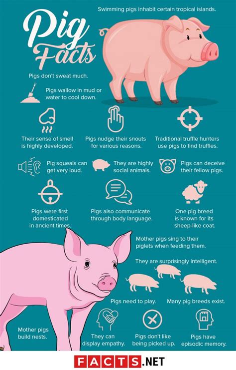 50 Pig Facts That Will Make You Squeal With Joy