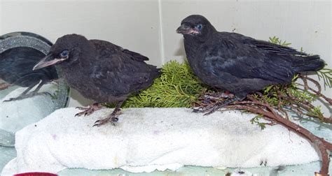 Determining When Baby Crows Need Help - Wildlife Rescue Association of BC