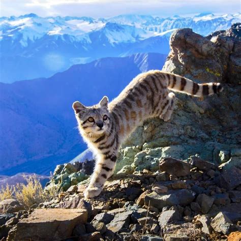 The endangered Andean mountain cat (less than 2,500 of these remain in ...