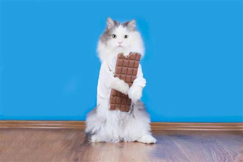 Can Cats Eat Chocolate? 2 Fatal Components Revealed!