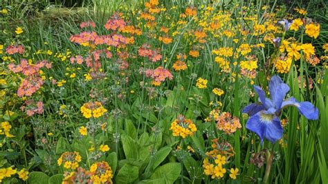 Dundee Botanic Garden set to welcome visitors once more | University of ...