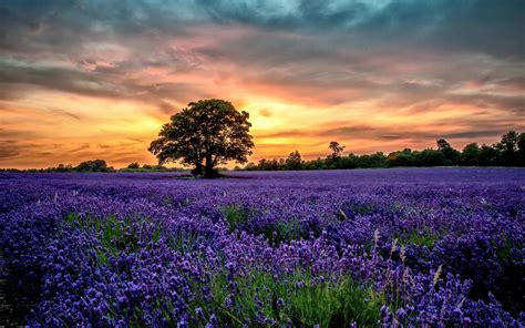 Violet Flower Field HD wallpaper