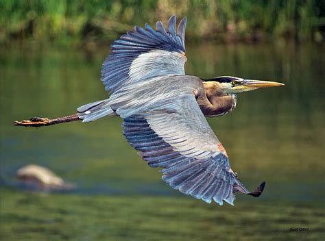 Great blue heron flying low above the water. (Steve Johnson | 500px) | Heron photography, Blue ...