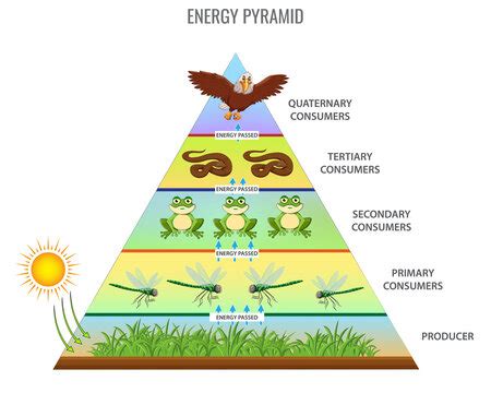 Forest Ecosystem Food Pyramid