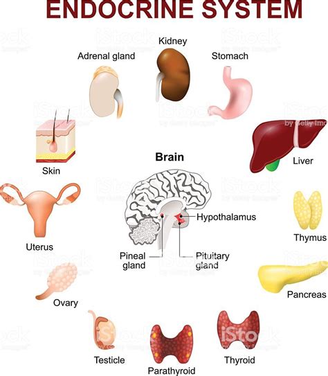 All endocrine glands produce hormones - opladdict