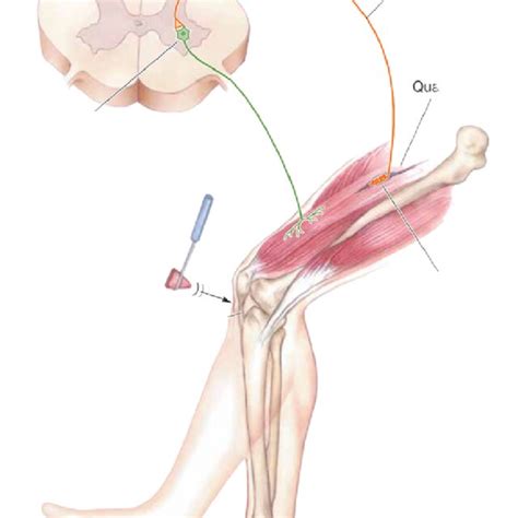 showing the knee-jerk reflex | Download Scientific Diagram