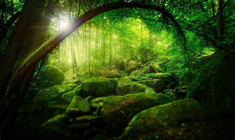 nature, Trees, Forest, Green, Sun Rays, Sunlight, Branch, Stones, Moss Wallpapers HD / Desktop ...