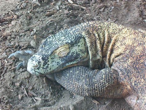 Sleeping Komodo by Tombstonedust | Komodo dragon, Komodo, Komodo dragon ...