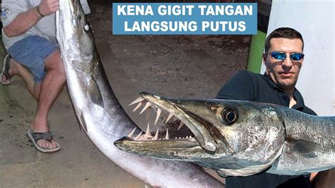 IKAN GANAS GIGI TAJAM - MONSTER LAUT - Barracuda Fish - YouTube