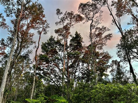 What Is a Cloud Forest? Exploring the Enchanting World of Cloud Forests