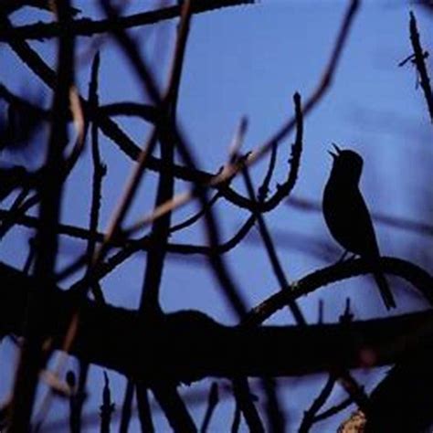 What bird do you hear at night? - DIY Seattle