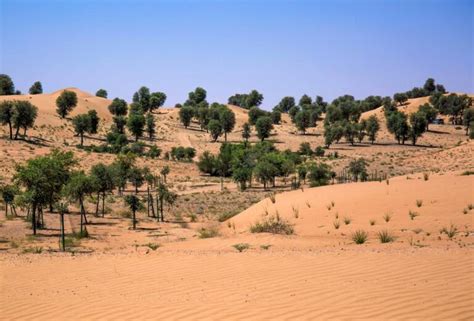 Dubai Desert Conservation Reserve Complete Guide