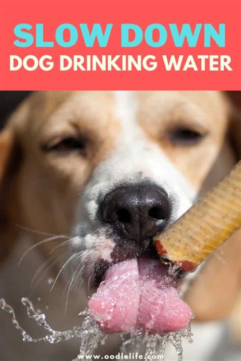 How To Slow Down Dog Drinking Water? [Tactics] - Oodle Life