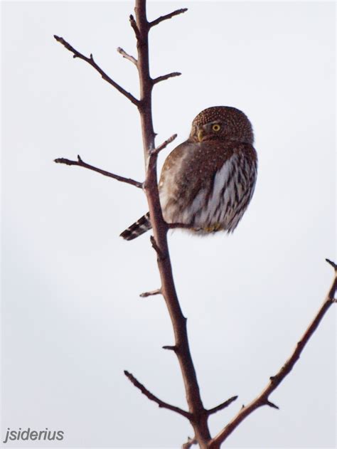 Pygmy Owl | siderius blog