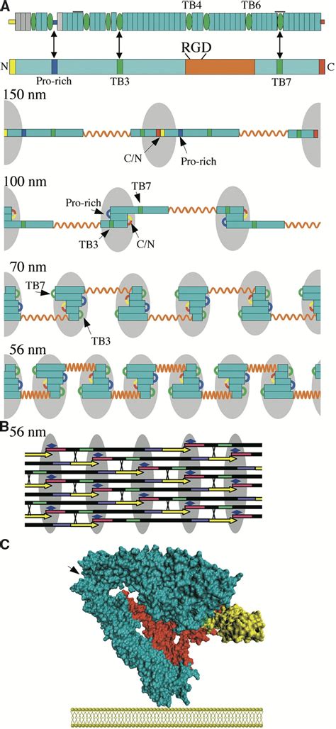 The Structural Basis of Elasticity in Fibrillin-Based Microfibrils ...