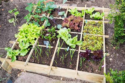 Your Ultimate Guide to Square Foot Gardening | Gardener's Path