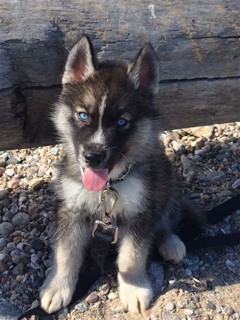 Indiana Jones-an agouti colored Siberian Husky at 9 weeks old. | Cute ...