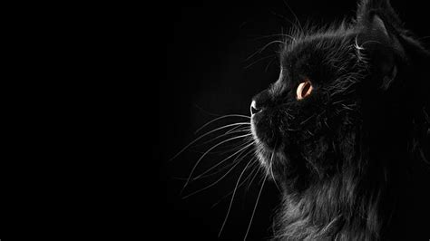 HD wallpaper: black cat, cute, animals, one animal, animal themes ...