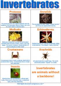 List 3 Examples Of Marine Invertebrates