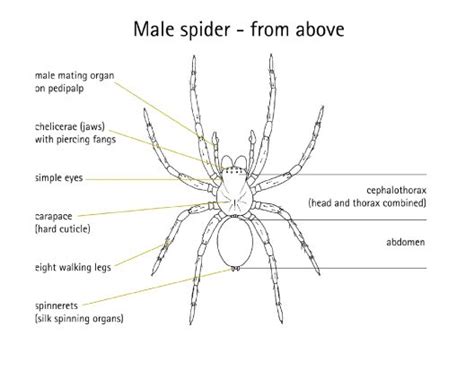 Spider Anatomy Diagram