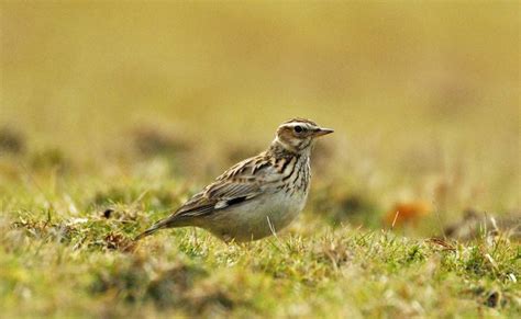 Woodlark - Alchetron, The Free Social Encyclopedia