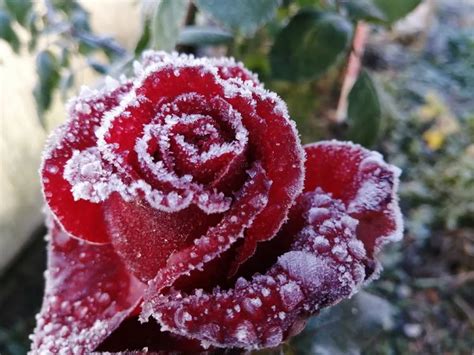 How to Prepare Rose Bushes for Winter? Protect from Frost!