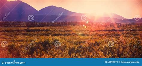 Polar tundra stock image. Image of season, alaska, sanctuary - 65592079