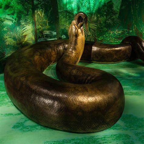 Titanoboa – the largest snake | DinoAnimals.com