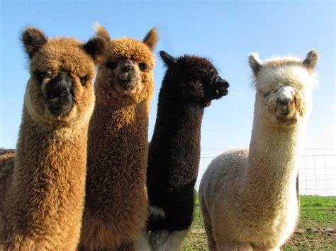 Alpaca Wallpapers - Wallpaper Cave