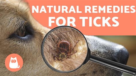 Preventing and Removing TICKS in DOGS 🕷️ 4 NATURAL REMEDIES - YouTube