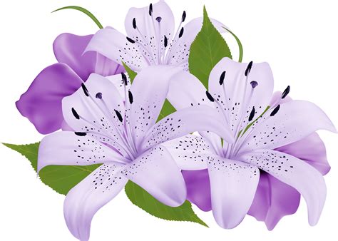 Lilium PNG transparent image download, size: 2500x1786px