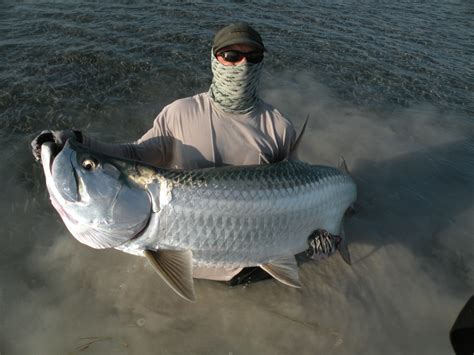 Tarpon Fly Basics – SSFlies