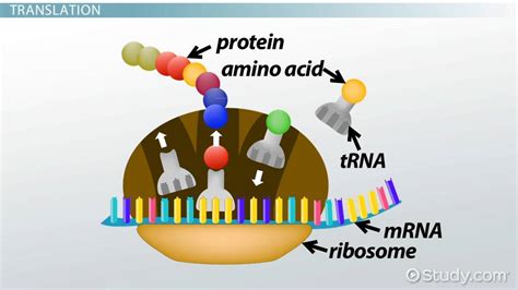 What Is the End Product of Protein Synthesis