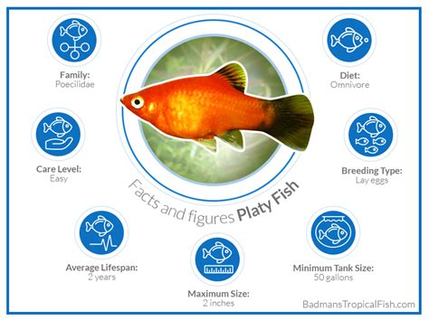 Platy Fish (Xiphophorus Maculatus): Care, Maintenance, and Breeding