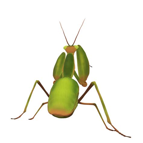 Drawing Of A Mantis Free Stock Photo - Public Domain Pictures