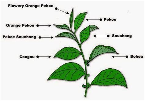 Pekoe tea grades. | Pekoe tea, Tea, High quality tea