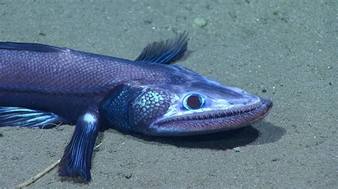 Deep-Sea Explorers Spot Mysterious Intersex Fish - Newsweek