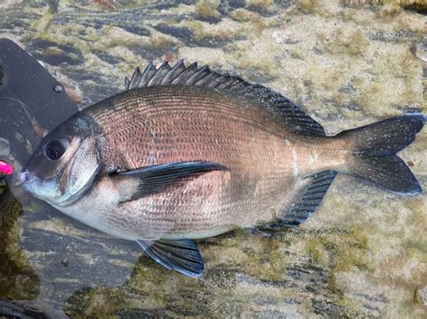 Bronze Bream by DHPhotography Jeffrey's Bay | Jeffreys bay, Bronze, Jeffrey