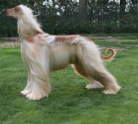 Afghan Hound Breed Info and Care