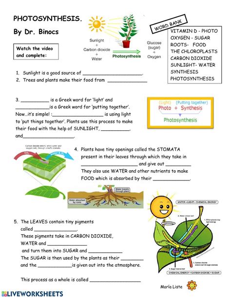 Video-worksheet PHOTOSYNTHESiS - Interactive worksheet | Photosynthesis ...