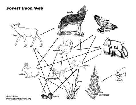 Fans VR-46: Food Web Examples