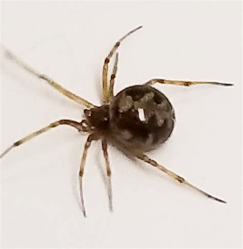 Steatoda triangulosa (Triangulate Cobweb Spider) in Cedar Grove, North Carolina United States